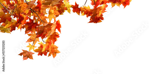Close up autumn leaves branches isolated on white