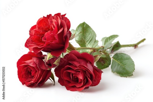Fototapeta Naklejka Na Ścianę i Meble -  isolated white background with red roses
