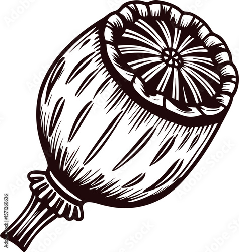 Hand drawn vintage poppy seed capsule isolated on white background engraving botanical illustration