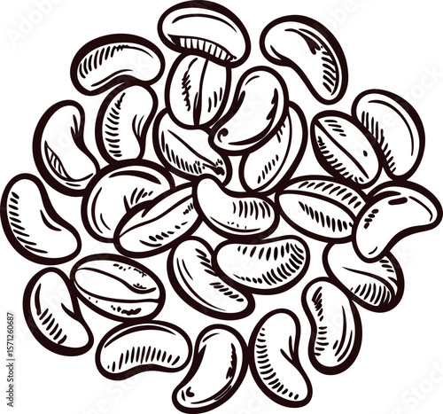Hand drawn illustration of kidney beans isolated on white background, vintage engraved legumes detailed sketch