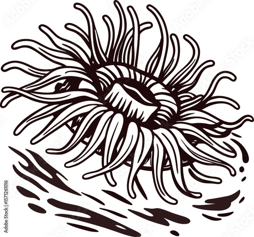 Hand drawn vintage sea anemone illustration with swirling tentacles and bold line shading