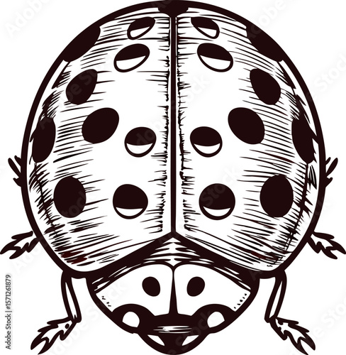 Detailed hand drawn ladybug top view illustration with black spots and sketch lines isolated on white background