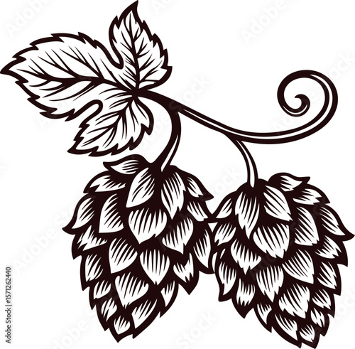 Detailed vintage engraving of hops plant branch with two hop cones and leaf isolated on white background
