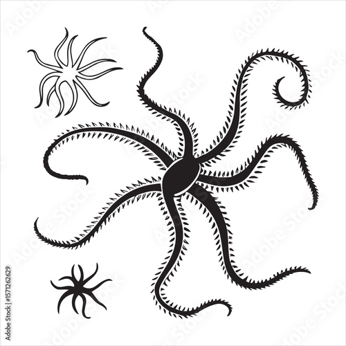 brittle star silhouette vector art