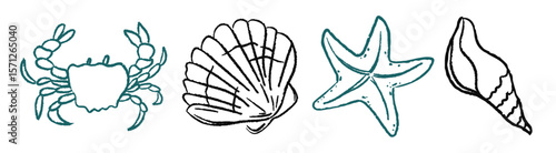 Hand drawn sea shells outlined in black and turquoise on white background. Vector illustrations in doodle sketch style. Summer elements for print.