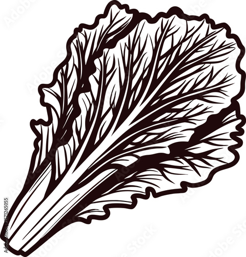 Hand drawn napa cabbage illustration isolated on white background vintage engraved leafy vegetable sketch
