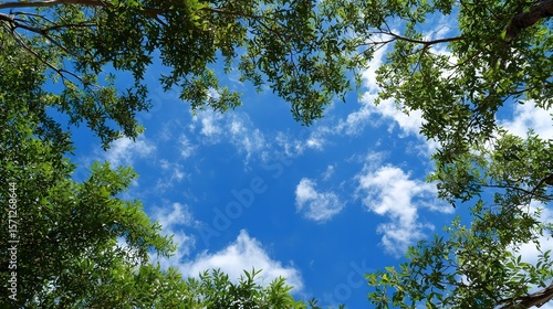 bright blue sky framed by lush green tree branches and fluffy white clouds, creating a serene natural view 