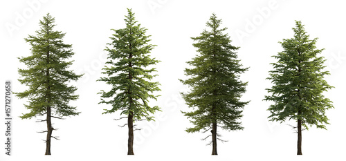Abies concolor and Larix decidua the European larch -big tall tree isolated png on a transparent background premium cutout (the white, concolor, or Colorado fir) 