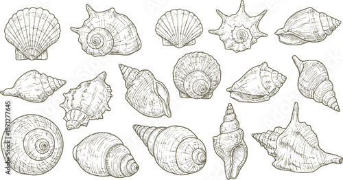 sea shell collection hand drawn vector in outline style
