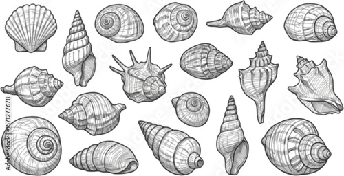 sea shell collection hand drawn vector in outline style
