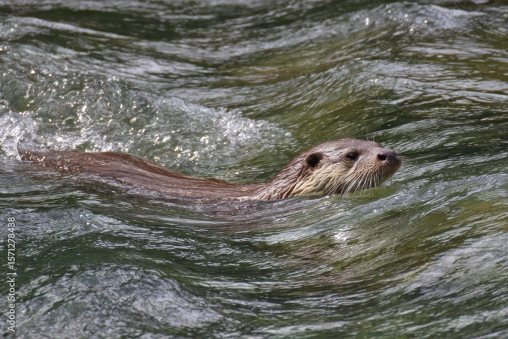 Fototapeta premium River swimming otter