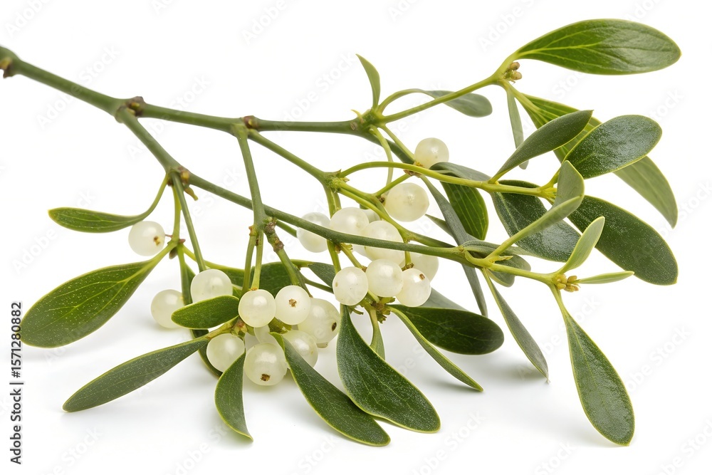 Obraz premium viscum album branch isolated on white