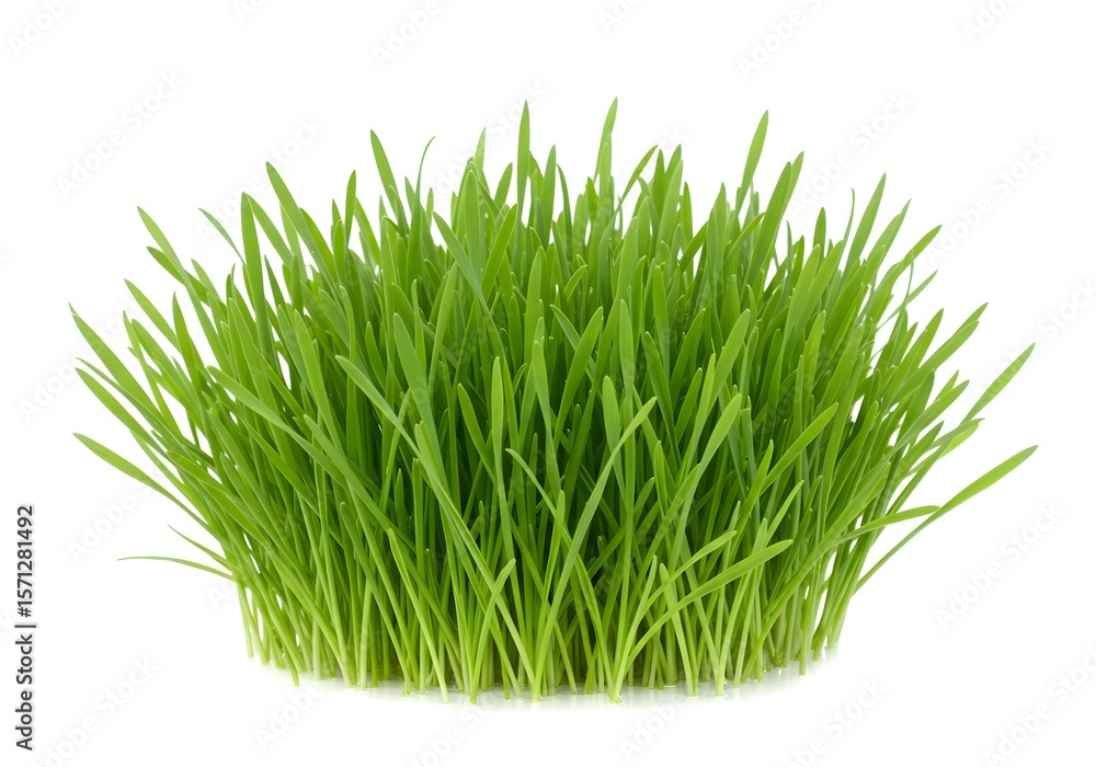 Obraz premium Fresh green wheatgrass isolated on white background in a studio shot