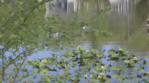 Geese swimming in a pond