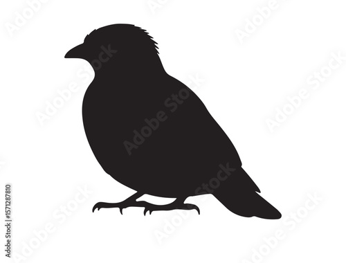 Common Myna Silhouette black Vector Image white background