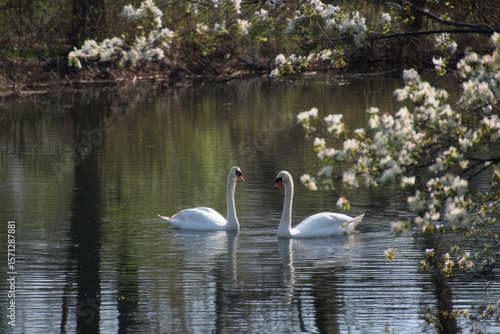 Fototapeta Naklejka Na Ścianę i Meble -  spring pond swans