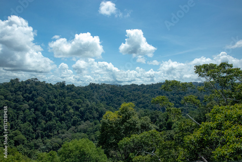 Midsummer in temburong National Park, Brunei
