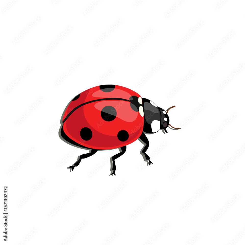 Fototapeta premium Realistic vector of a ladybug on white background. Suitable for insect biology, springtime designs, eco visuals, and educational nature illustrations