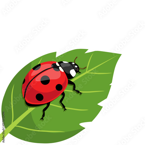 illustration of a ladybug standing on a green leaf. Perfect for nature-themed designs, biology materials, insects, and garden or eco-friendly visuals