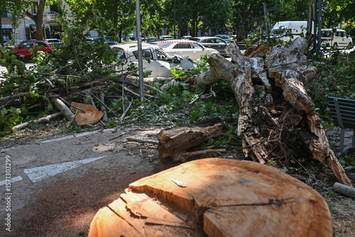 Принти на полотні An uprooted tree fallen on a road and on a car in the aftermath of a thunderstor