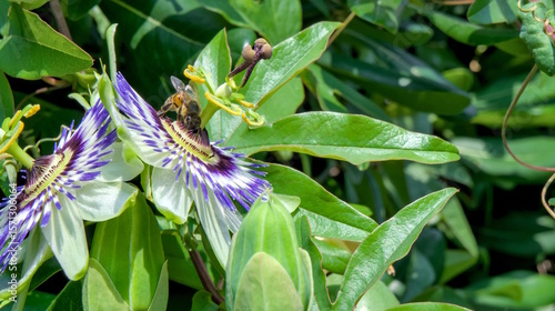 Bild auf Leinwand fiori di passiflora con ape
