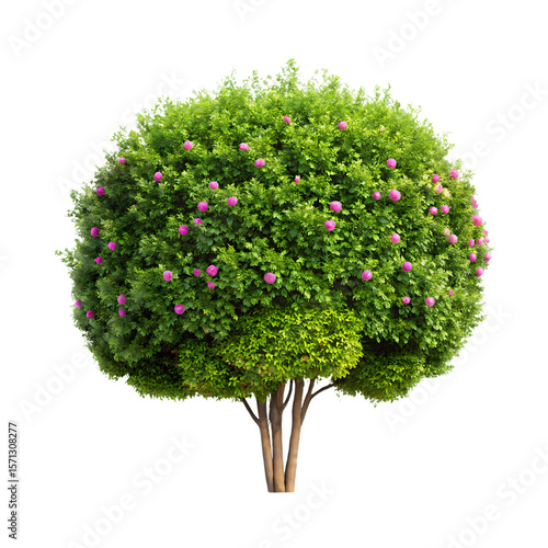 Beautifully shaped green bush with pink flowers isolated on transparent background
