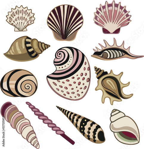 Assorted seashells in various shapes and colors ocean beach