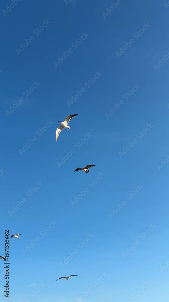 A dynamic video capturing multiple seagulls soaring gracefully across a vast, cloudless, bright blue sky. The birds move fluidly, showcasing their wingspan and natural flight patterns A dynamic video capturing multiple seagulls soaring gracefully across a vast, cloudless, bright blue sky. The birds move fluidly, showcasing their wingspan and natural flight patterns