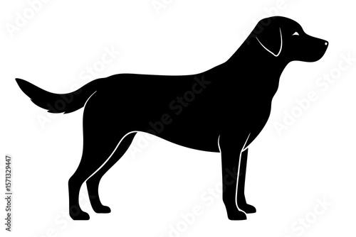 Black Labrador Silhouette on White Background