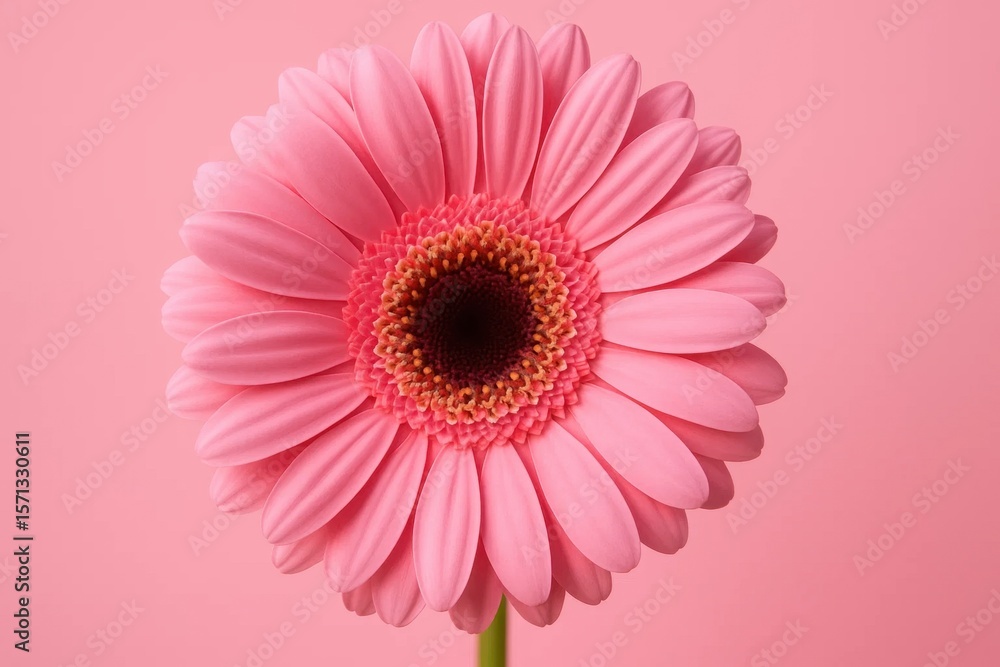 A single pink gerbera daisy stands out against a soft pink background, its vibrant petals radiating warmth and beauty A single pink gerbera daisy stands out against a soft pink background, its vibrant petals radiating warmth and beauty