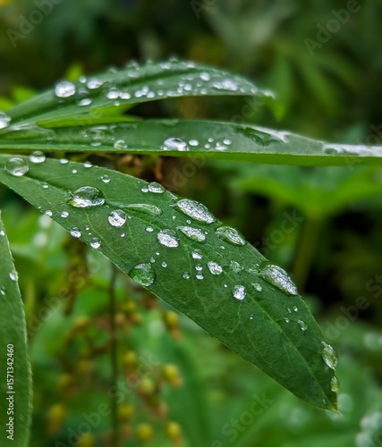 dew on a leaf Water drops dew rain on the leaves in the garden