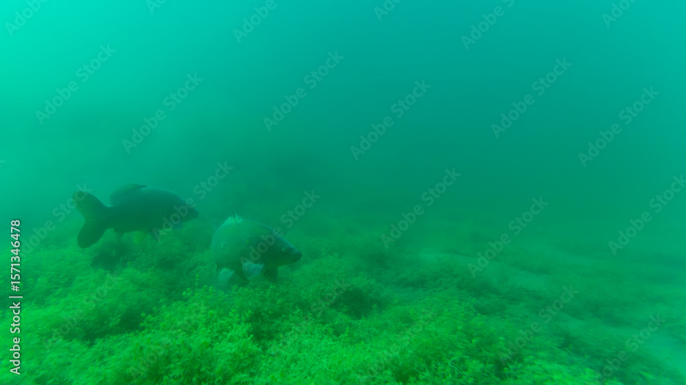 Fototapeta premium Zwei große Karpfen in einem See