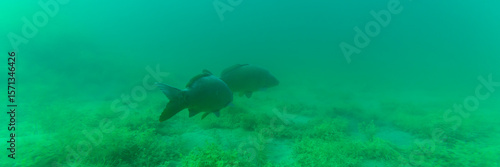 Zwei große Karpfen in einem See