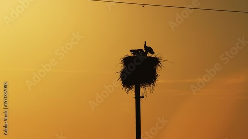 stork's nest on a power line on sunset