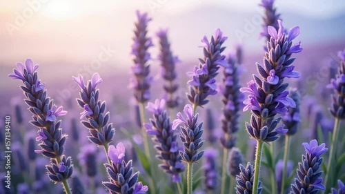 Beautiful lavender field background wallpaper desktop nature purple flower spring bloom aromatherapy summer plant