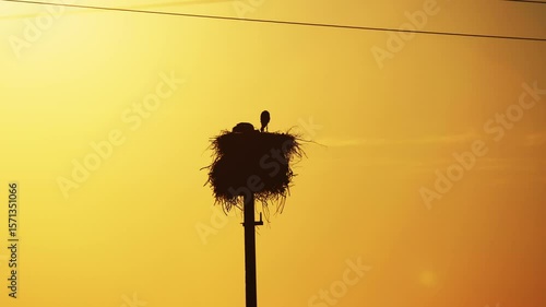 stork's nest on a power line on sunset