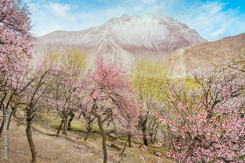 Spring blossoms cover Hunza Valley as fruit trees bloom beneath the Karakoram peaks, blending vibrant nature, mountain majesty, and the peaceful charm of northern Pakistan.