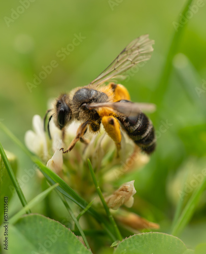 Honey Bee Collecting Pollen from White Clover – Macro Nature Photography