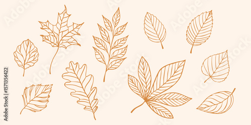 Hand drawn collection of autumn leaves in line art style on beige background