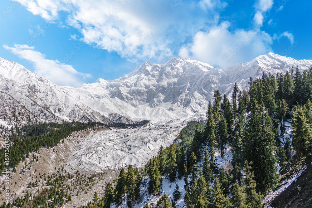 Obraz premium Spectacular view of Nanga Parbat and Raikot Glacier from Fairy Meadows, Gilgit-Baltistan, Pakistan. Snowy peaks, pine forests, and glacial textures create a dramatic mountain scene.