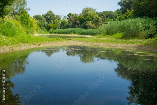 Serene carp pond in austria surrounded by lush green trees and reeds under a clear sky, reflecting the tranquil natural landscape, suitable for tourism, environmental conservation, and fishing