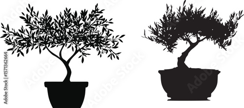 Potted Japanese bonsai tree with green leaves isolated on a white background