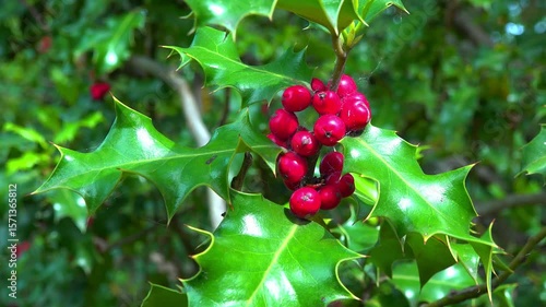 Ilex aquifolium, red berries of an evergreen plant against a background of green leaves