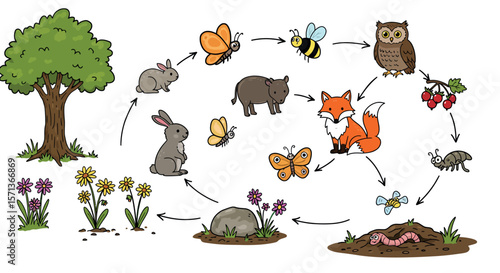 Ecosystem food chain vector illustration for educational biology posters