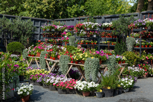 Картината върху платно Colorful flowers in hanging and potted planters on display at outdoor plant mark