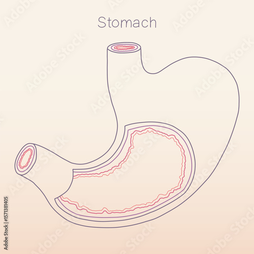 Stomach line art showing multiple layers inside, human organ physiology histology illustration vector