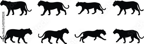 Panther Walk Cycle Silhouette Vector Illustration Set. Big Cat Silhouette Walking Cycle Animation Frames Set. 