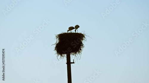 stork's nest on a power line