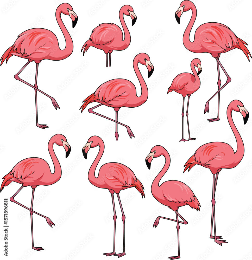 Obraz premium Pink flamingo birds collection isolated on white background
