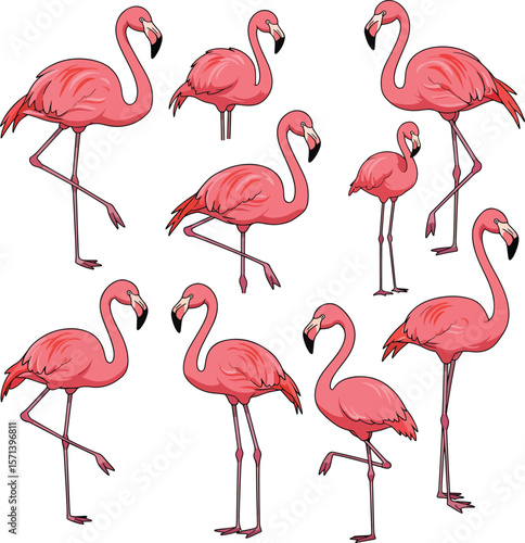 Pink flamingo birds collection isolated on white background